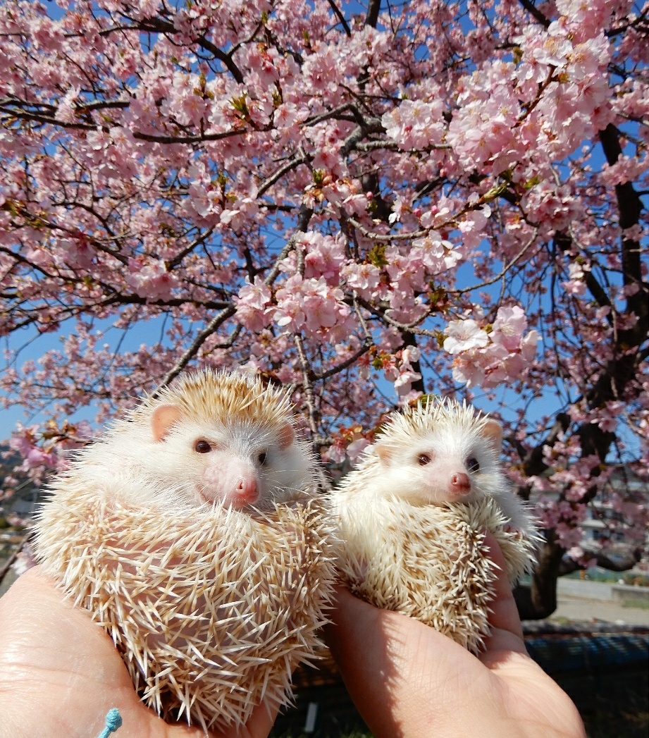 guriagu's tweet image. こぶっちゃんの写真が撮れたのは全てオリぼのおかげだよ。