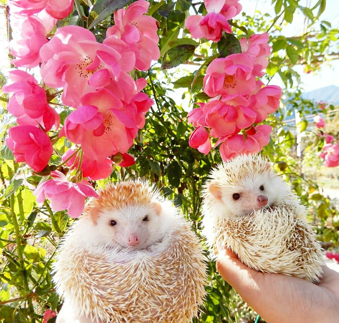 guriagu's tweet image. こぶっちゃんの写真が撮れたのは全てオリぼのおかげだよ。