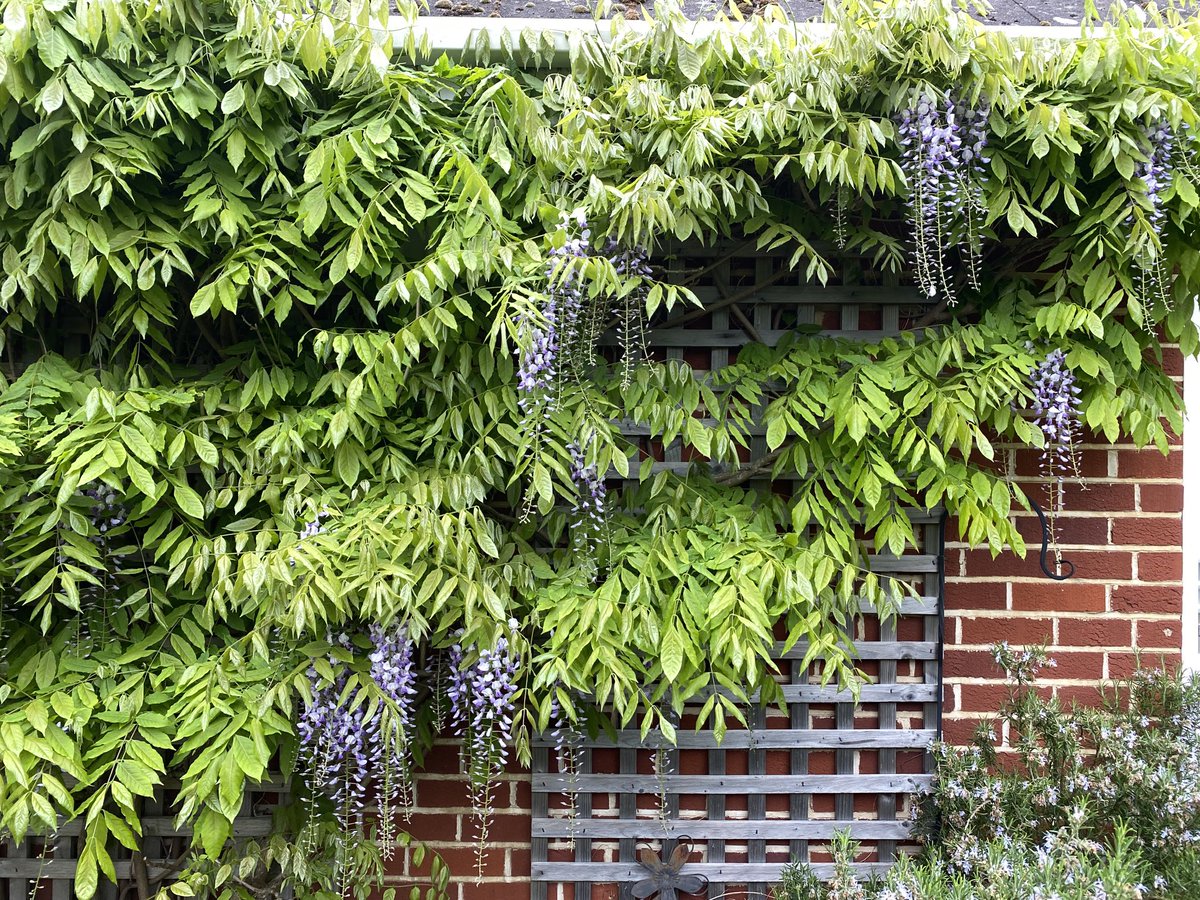 Wisteria in bloom and if only it would stop raining I could sit under it…..