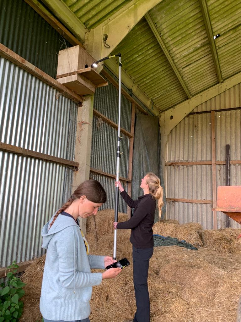 The <a href="/OwlBoxInit/">The Owl Box Initiative</a> continues to monitor #barnowl nest boxes across various #FarmerClusters.

The first round of #nest box monitoring has begun, using a mounted GoPro to reduce disturbance.

(All nest box monitoring is conducted under licence)