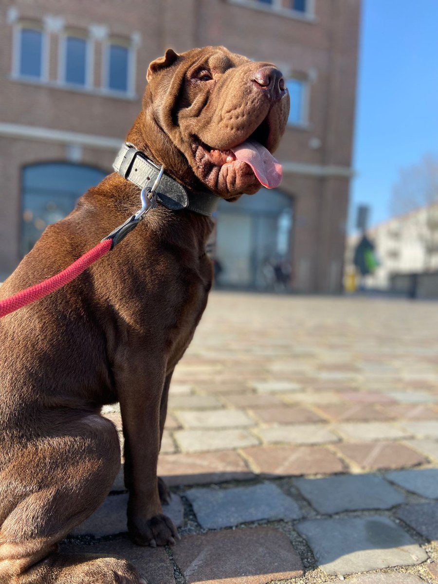 Nieuwe aanmelding: Bink

Geslacht: Reu
Leeftijd: 1 jaar
Locatie: Rotterdam, Zuid-Holland (NL)

Link: herplaatsing-huisdieren.nl/huisdier_bekij…
