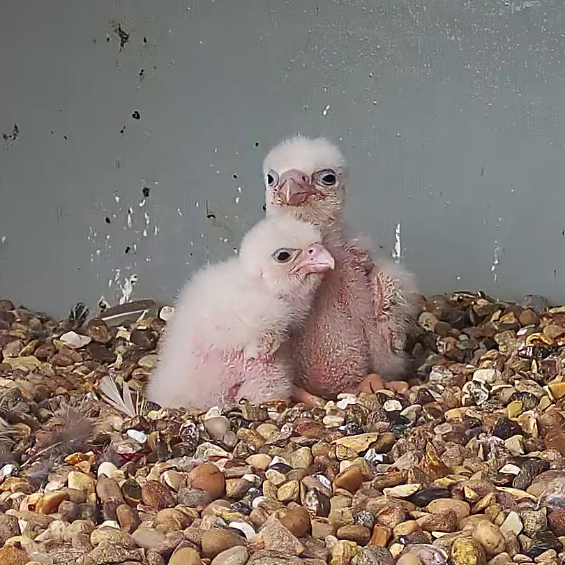 Cromer Peregrine Project tweet media