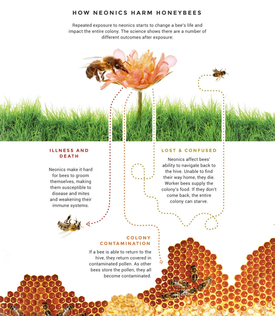 Earthjustice's tweet photo. Starting in 2024, California's new regulations will go into effect, restricting agricultural use of insecticides called “neonicotinoids” that are especially toxic to honey bees.

Honey bees pollinate 1/3 of our food. We need to protect them. And this marks a big step forward. https://t.co/T1X1ks7oy2