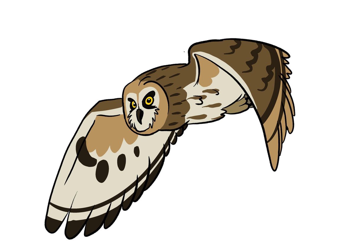 Tomjarobz93's tweet photo. Some owl designs I did for @thevalecartoon . 2 of 3
#thevale #animation #animationassets #procreate #characterdesign #owl #birdsofprey #2danimation #shortearedowl #europeangreyowl #eurasianeagleowl #littleowl #birdsofprey #ebbwvaleowlsanctuary #welshanimation #wales #ebbwvale https://t.co/2Bd7waAntV
