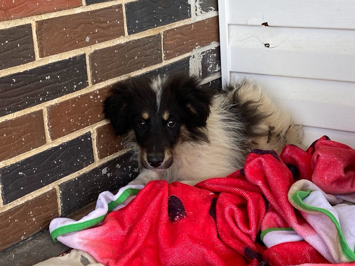 Our furry friends need your help! Please join us in spreading the word about our adoptable animals so they can find forever homes. Covid has been hard on rescues and we rely solely on adoption fees and donations to keep running, but right now these are both at low levels. By