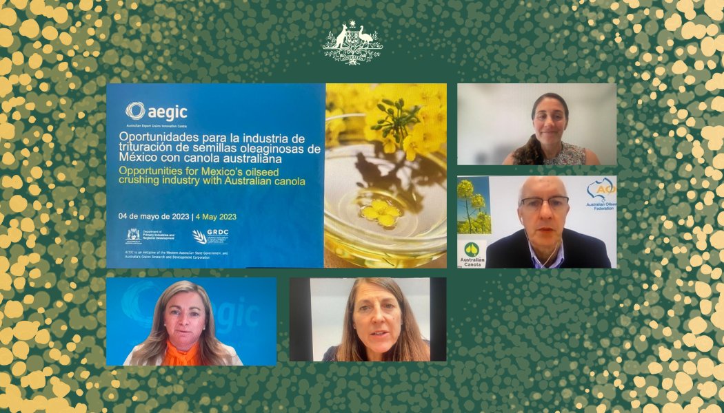 AusAgMexico's tweet photo. Así se vivió el seminario web🌐 " Oportunidades para la industria trituradora de semillas oleaginosas de México con canola Australiana" en el que logramos participar gracias a la organización del @AEGIC 

Se expuso un panorama muy optimista para la relación entre 🇲🇽 y🇦🇺. https://t.co/aZRwZruZh4