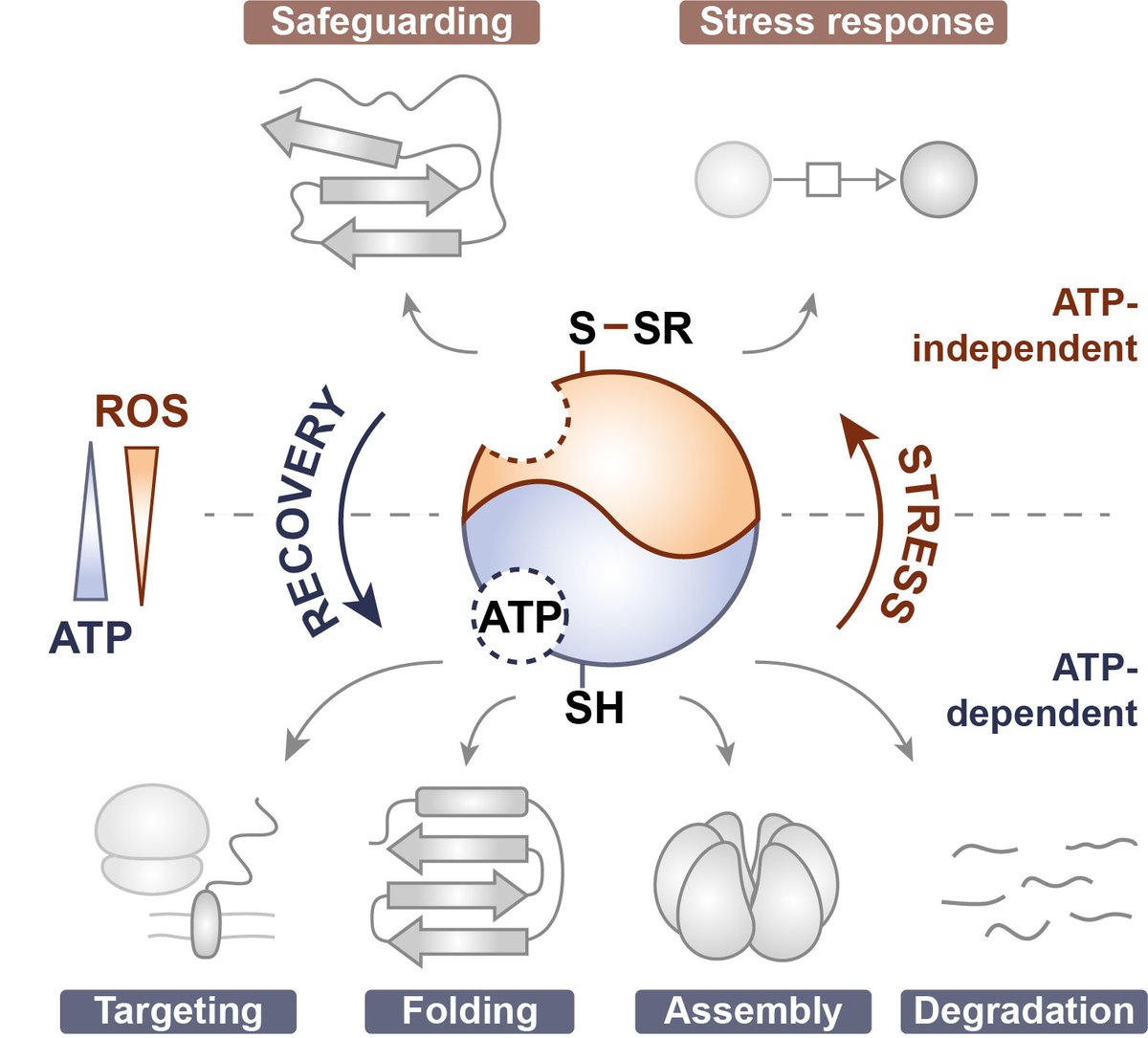 Happy to share my recent review on Redox-regulated Chaperones in Cell Stress Response  doi.org/10.1042/BST202…
#biochemSocTrans #redox #chaperones
@PPPublishing