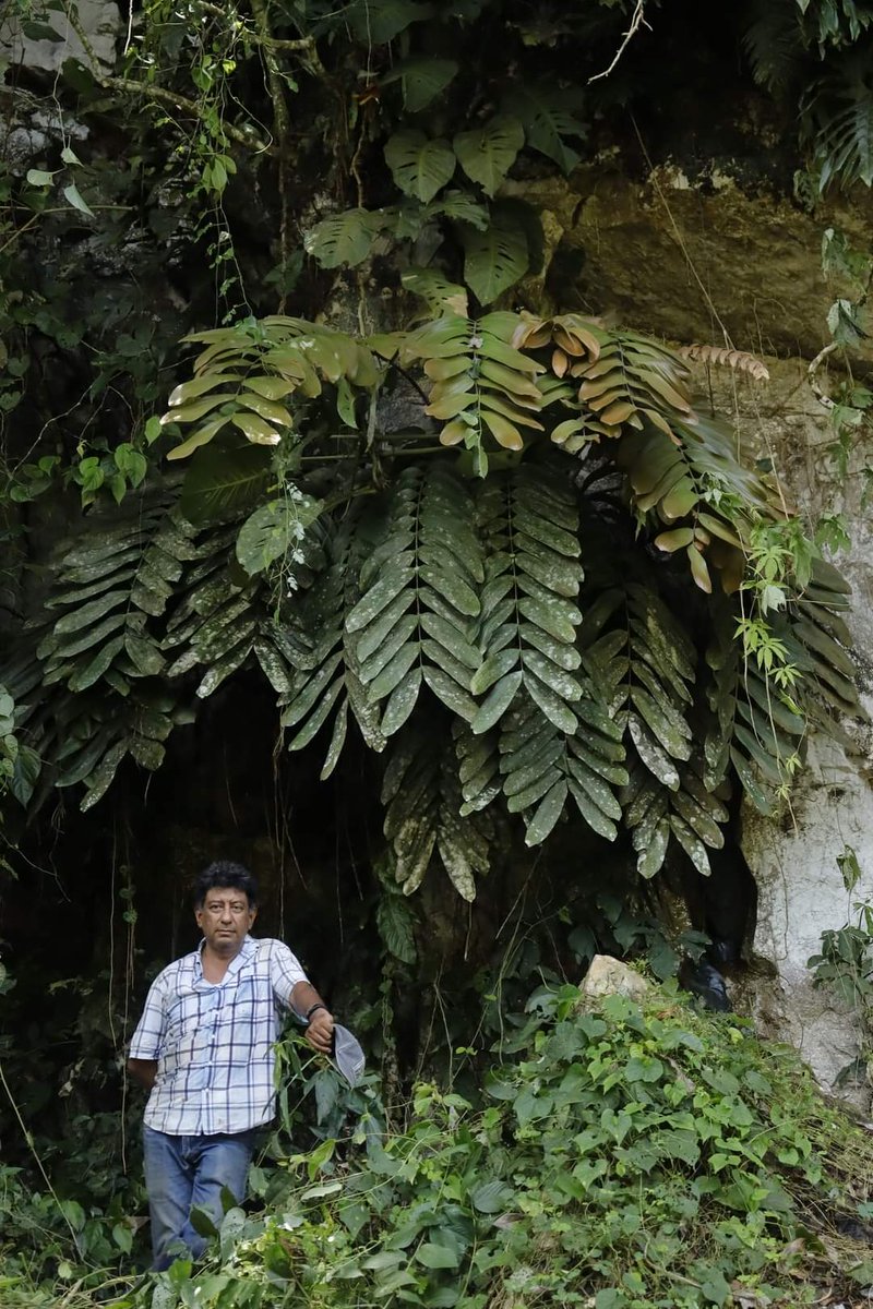 PlantaMexicana's tweet photo. ¡Descubren cícada gigante en Oaxaca, México! 🌿
#Zamia magnifica Pérez-Farrera, Gutiérrez-Ortega sp. nov. (#Zamiaceae, #Cicadales)
Las semillas son usadas como insecticida. Se considera en peligro crítico de #extinción.
#cycads #newspecies
https://t.co/tHdroxZ0kj https://t.co/5IXRnjZure