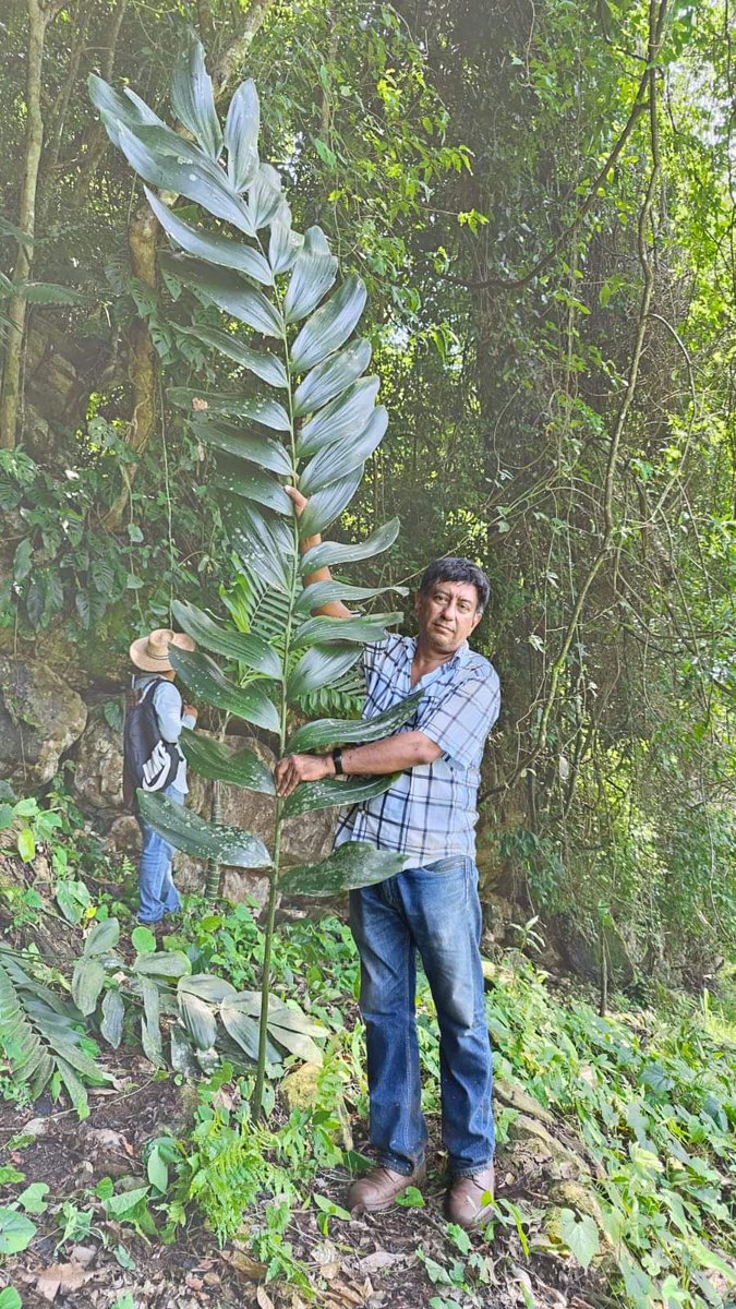 ¡Descubren cícada gigante en Oaxaca, México! 🌿

#Zamia magnifica Pérez-Farrera, Gutiérrez-Ortega sp. nov. (#Zamiaceae, #Cicadales)

Las semillas son usadas como insecticida. Se considera en peligro crítico de #extinción.

#cycads #newspecies 

mdpi.com/2673-6500/3/2/…