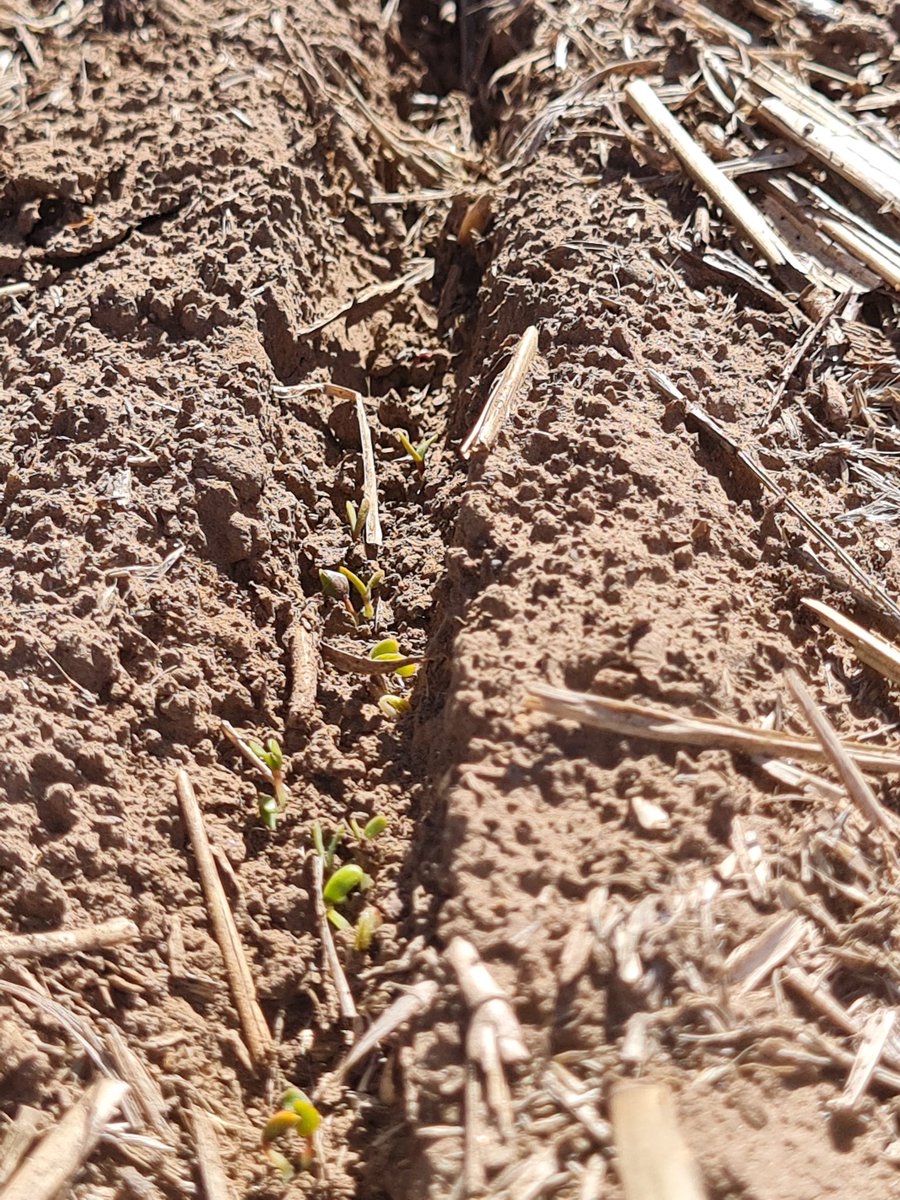 Fer Scaramuzza tweet media