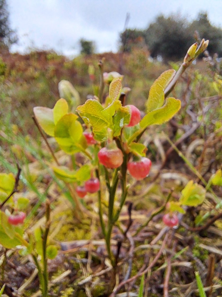 Don't come across bilberry in 'my' bit of the Forest so nice to see so much up 'north' around Telegraph Hill today. So many cuckoo's up there too - fascinating watching the interaction between them & other birds, especially meadow pippits, whose nests they were eying up I guess.