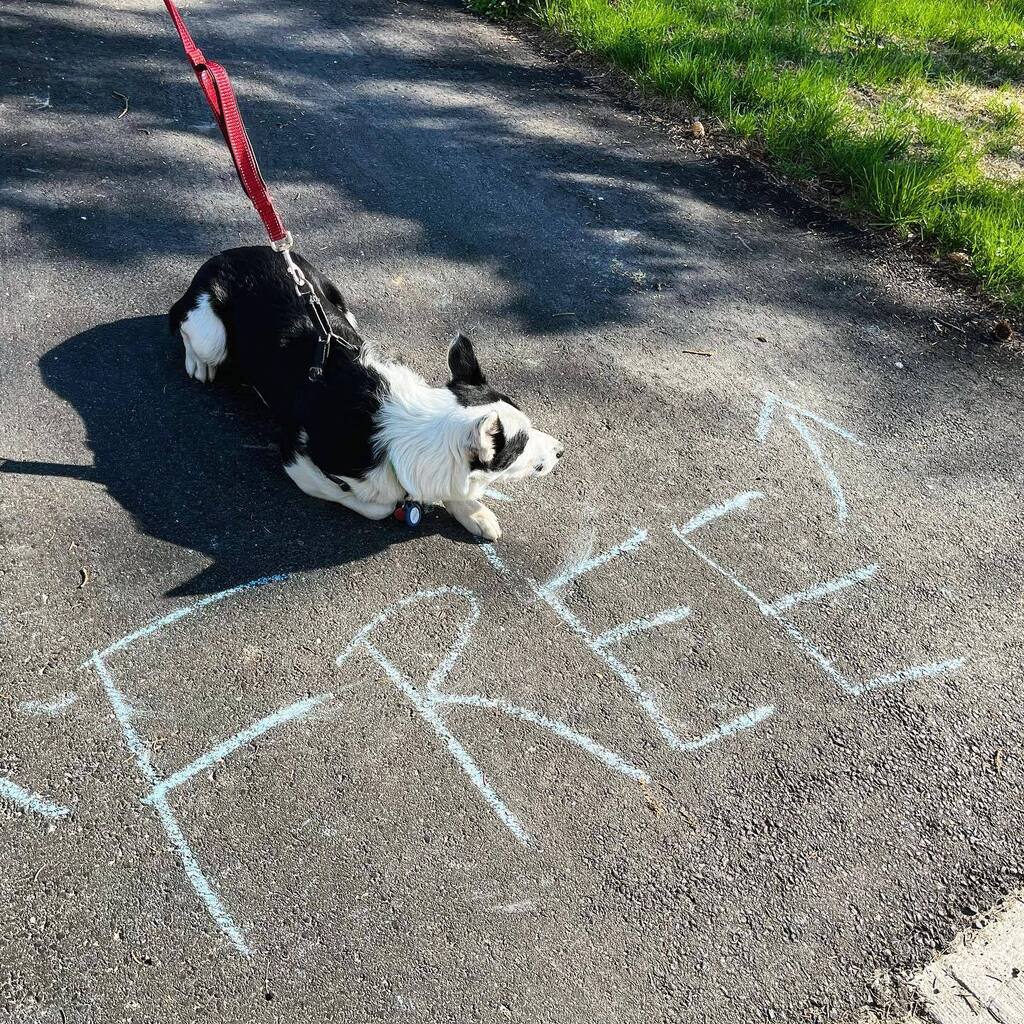 bocooreo's tweet photo. NOT. FUNNY. 🐶 

@bocooreo #oreobw #bordercolliesofinstagram #bordercollie #dogsofinstagram #puppy #oreo #ottawadogs #garagesale #free #freestuff #funnynotfunny https://t.co/fldnNOIPsA https://t.co/QAKE12OO0V