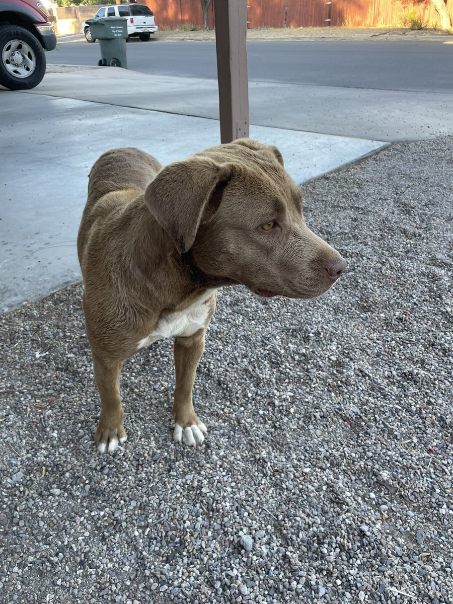 StephanieDAc's tweet photo. @whatsuptucson anyone missing a pup near Broadway and country club? https://t.co/dvOyMrn3FT