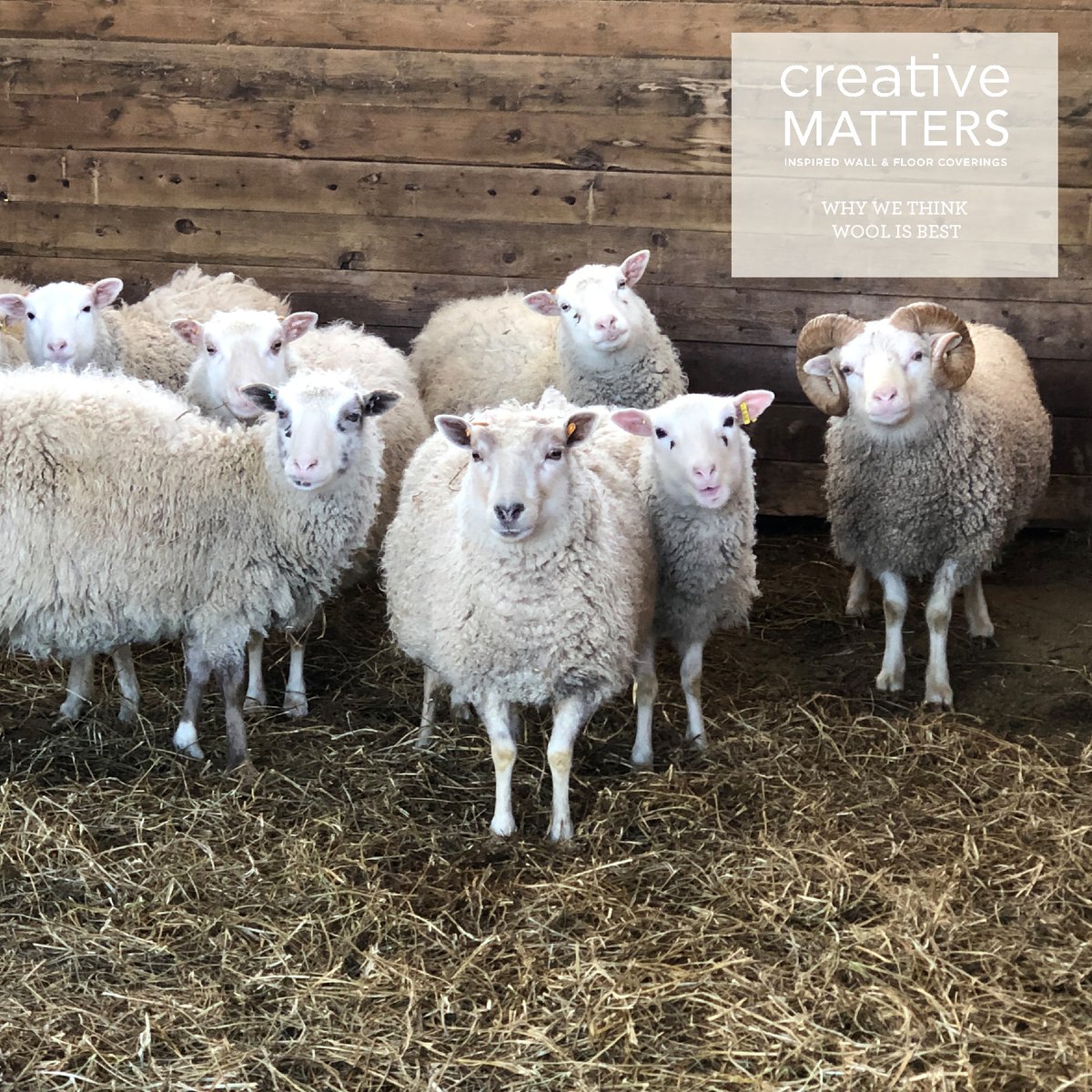 cmi_design's tweet image. Read our latest blog about why we think #wool is the best, most #sustainable option for rugs.
creativemattersinc.com/blog/why-we-th…

#creativematters #rugdesigner #choosewool
