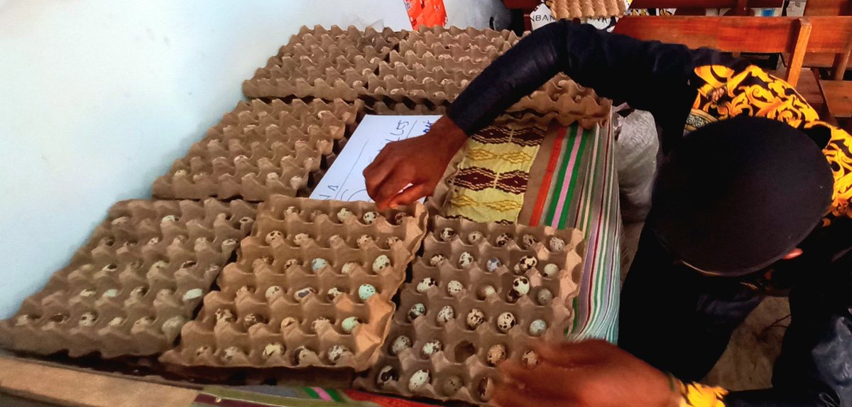 ClaireFondation's tweet photo. RDC: Avec son projet #MOMBONGO: la @ClaireFondation multiplie ses points de ventes des produits de son programme #AGRO_PATORAL (#FMC_BIVUKO).
Plus qu'une diète, les oeufs des cailes sont #recherchés.
Partout, faites vos commandes 👌🤚 au +243820009000 @central_sage @CybelleKamba https://t.co/fszjBe4NsI