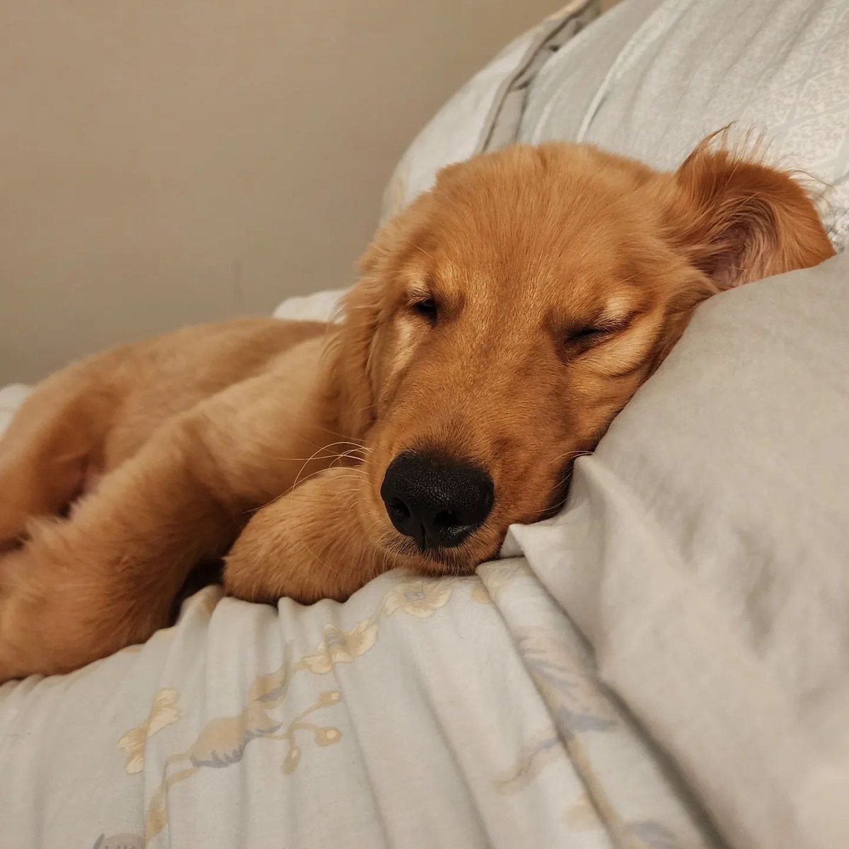My people's bed is so nice and cozy this morning. Rate This Cuteness 10-100??📷📷 - #dog #dogs #scotland #dogsoftwitter #Easter2023 #captainchaos #puppylove #puppies #goldenretriever