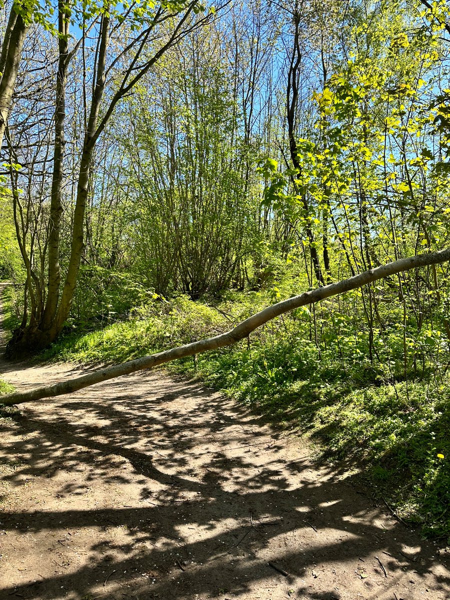 Hey <a href="/stadt_kiel/">Landeshaupstadt Kiel</a> . Im Domänental liegt ein Baum über dem Weg. Leider gibt es dafür keinen Punkt in der Meldemöwe 😉