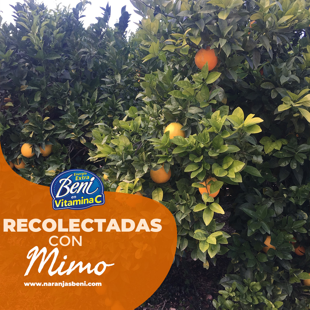 Sin duda la naranja de valencia destaca por su calidad y buen sabor. Y es allí en valencia donde se encuentran nuestros campos 😍🍊

¡Comprometidos en ofrecerte la mejor calidad!🎖️

#NaranjasBeni #Naranjas #NaranjasValencianas