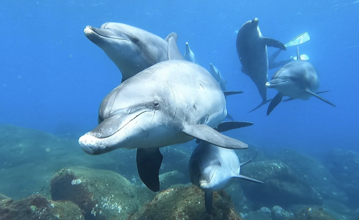 GWの思い出

#御蔵島 #MIKURA #MIKURAJIMA #MIKURASHIMA #みくらしま
#DOLPHINS #イルカ
#DOLPHINSWIMMING #ドルフィンスイム
#SKINDIVING #スキンダイビング 
#GOPRO #GOPROのある生活 
#colorful11islands
#東京諸島　#あの島の思い出
#tamashima_tokyo
#わたしがみつけた多摩と島