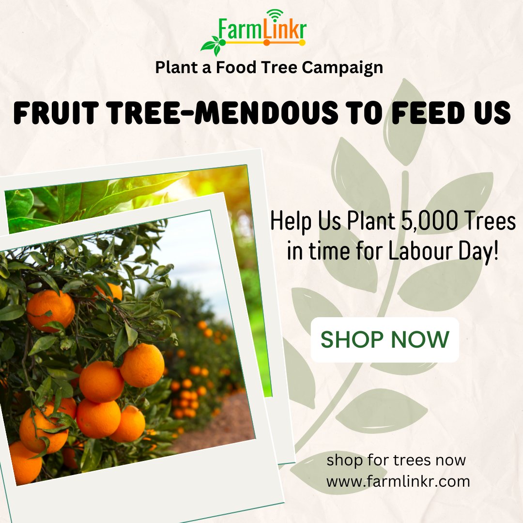 FarmLinkr's tweet photo. Join the movement towards a sustainable
future and plant a food tree today! 🌱🌳🌿 Let's work together to grow fresh, nutritious food and reduce our carbon footprint.

Our Plant a Food Tree Campaign continues! Shop for
fruit trees now a https://t.co/isHqNNK87q

#FarmLinkr https://t.co/9ySzHL2UpR