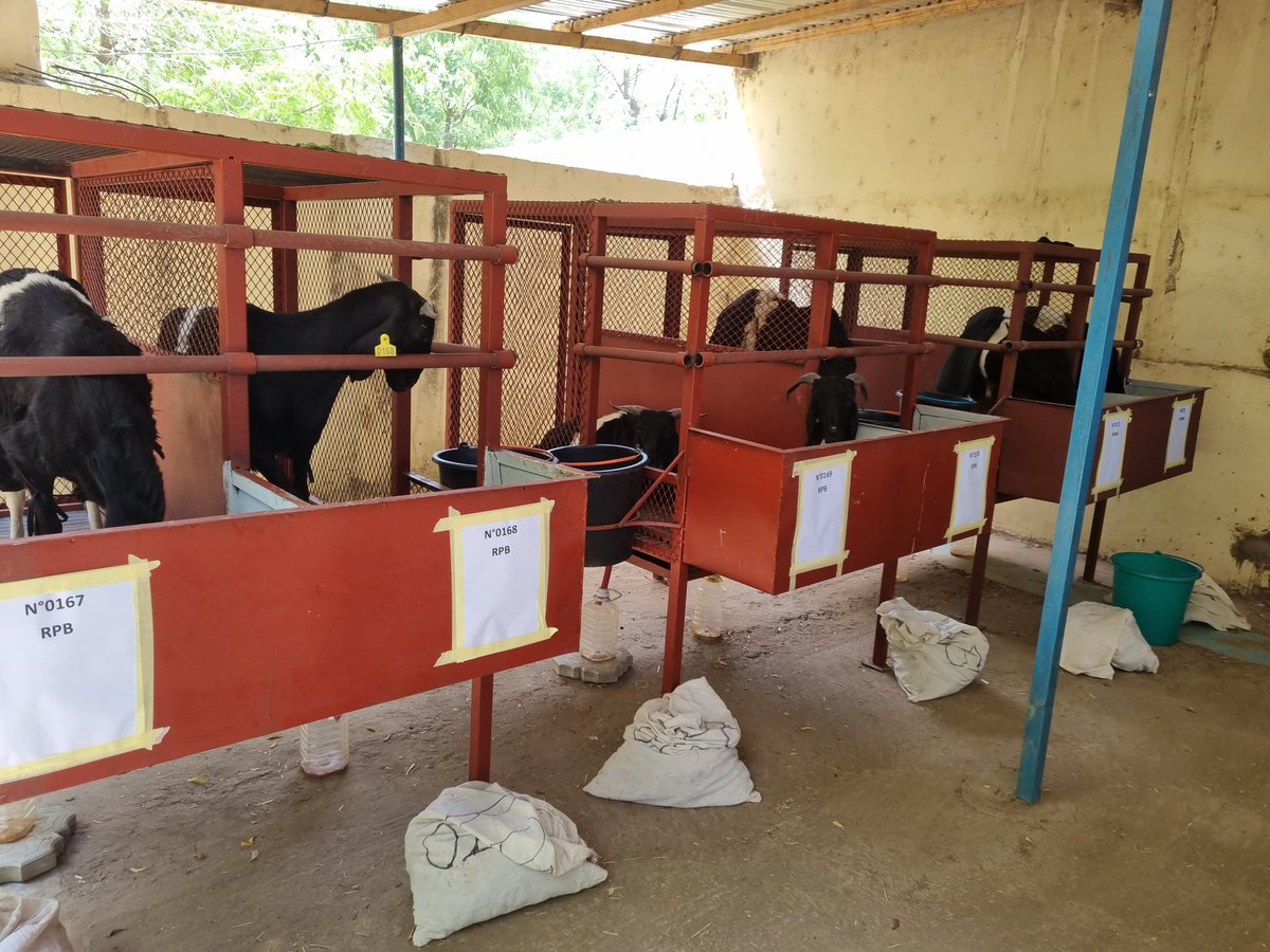 AcceptTchad's tweet photo. Expérimentation de la digestibilité en cage des animaux. Divisés en 4 groupes, chaque groupe suit donc un régime spécifique (Paille de riz, de Maralfalfa, pailles de brousse et foin de Maralfalfa). 
@UEauTchad @Cirad @DissemInn @SelmetUmr @FAOLivestock https://t.co/xvMrJtwK8E