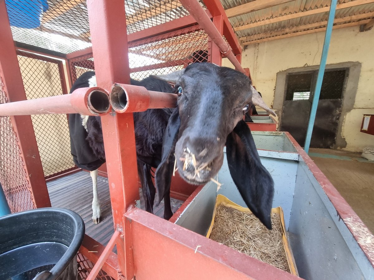 Expérimentation de la digestibilité en cage des animaux. Divisés en 4 groupes, chaque groupe suit donc un régime spécifique (Paille de riz, de Maralfalfa, pailles de brousse et foin de Maralfalfa). 
<a href="/UEauTchad/">L'UE AU TCHAD 🇪🇺</a> <a href="/Cirad/">Cirad</a> <a href="/DissemInn/">DISSEM INN</a> <a href="/SelmetUmr/">UMR Selmet</a> <a href="/FAOLivestock/">FAO Livestock</a>