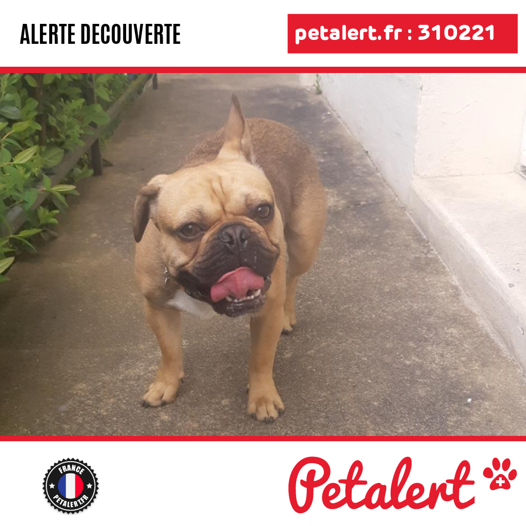petalert_france's tweet photo. Trouvé #Chien #Sarthe #Arconnay #Petalert #PetAlert72 / https://t.co/ALKIwBEa5r https://t.co/UPoCfpv7oG