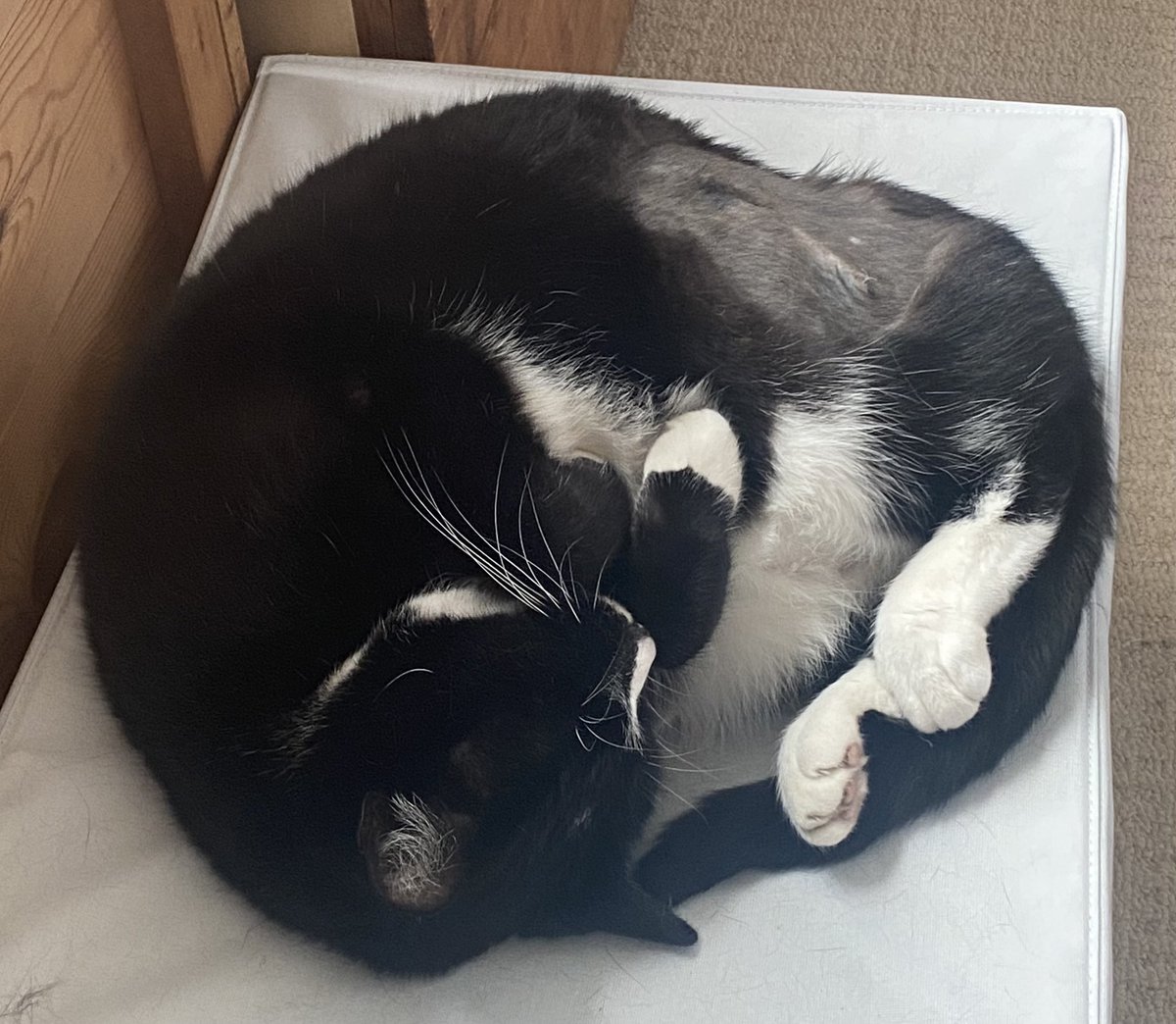 Working on a Bank Holiday isn’t so bad with this one by my side 🤍