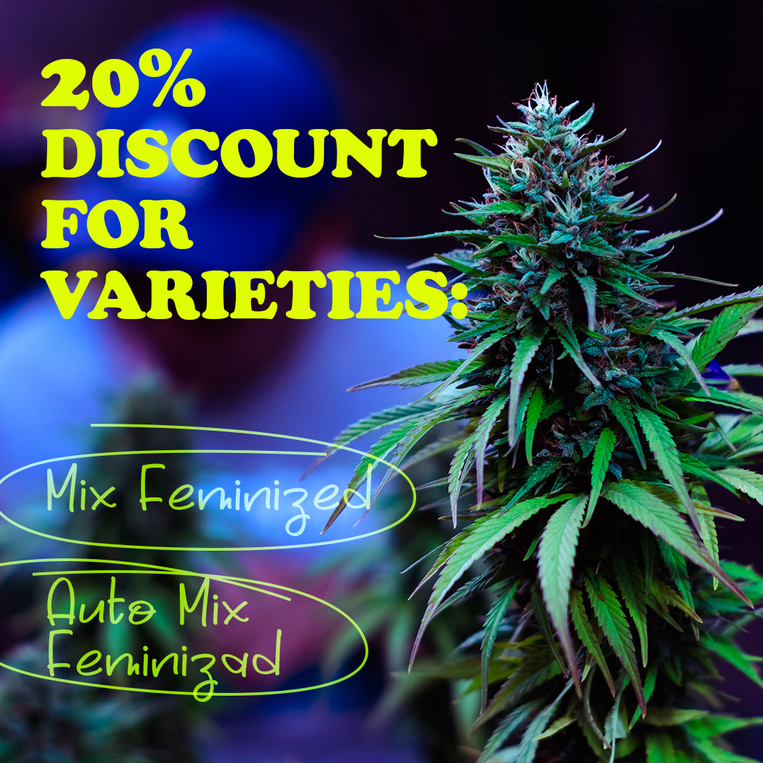 ‼️ PROMO OF THE WEEK ‼️ 
MIX and AUTO MIX Feminized seed packets are now 20% OFF! 🤩

Don't miss the chance and hurry to buy them at 👉 seedsmafia.com/en 😎

#cannabislegalisierung #cannabissale #cannabisdiscount