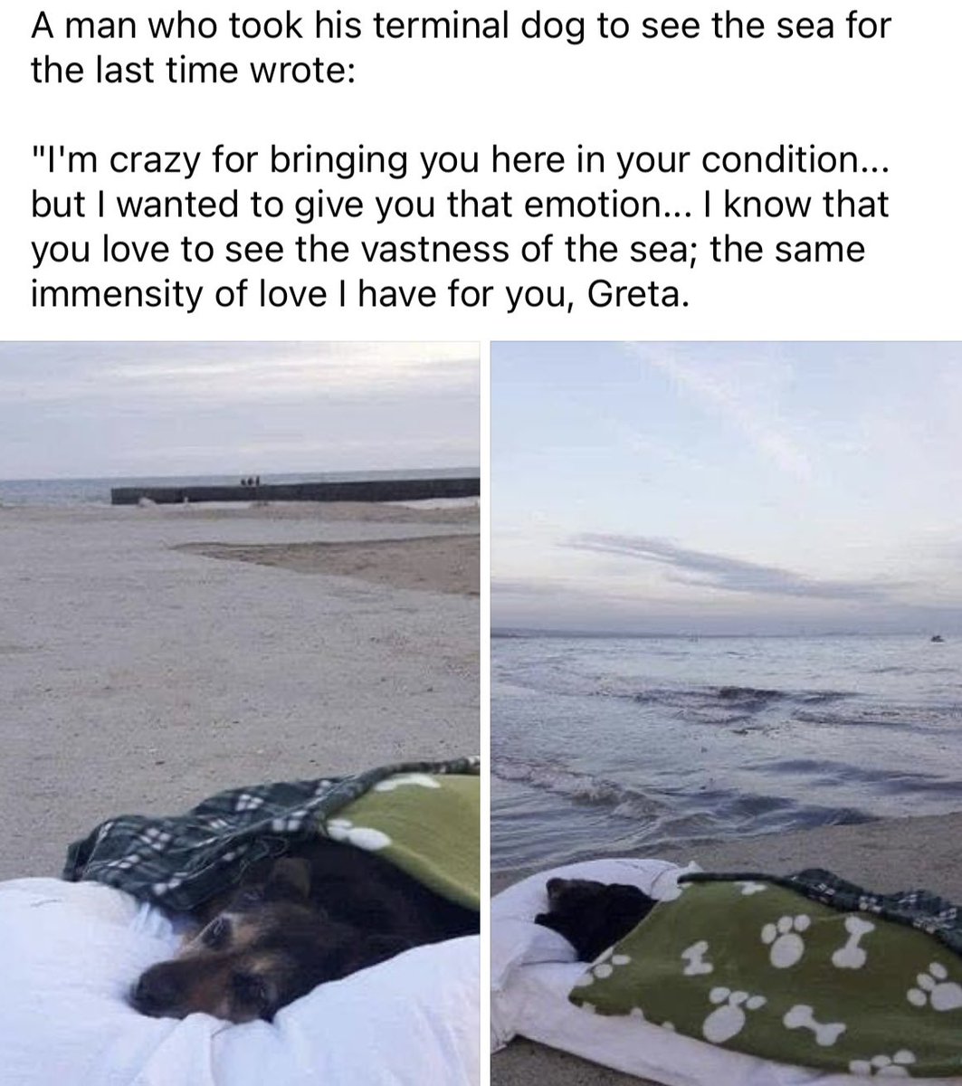 pupstateny's tweet photo. “Dogs don’t live your whole life, but they make your life whole” 🌊 💙 https://t.co/bv0bSFZQkO