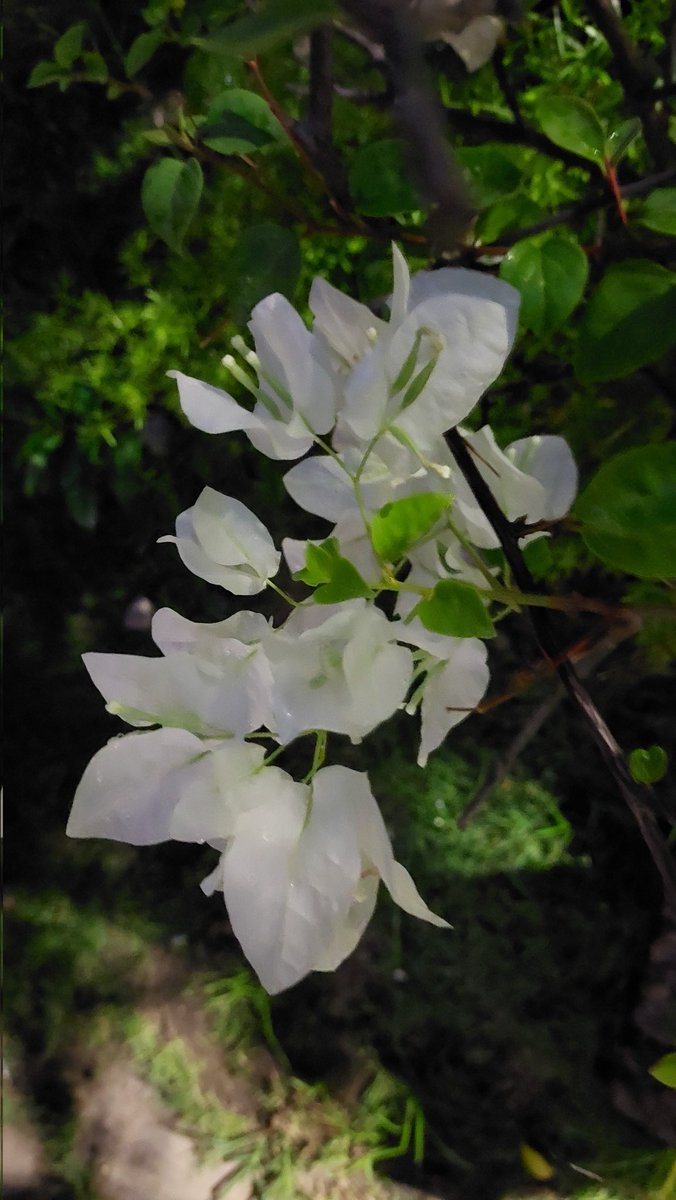 oco65_ayamayi's tweet photo. #bougainvillaatnighttime https://t.co/Ob200VUoHK