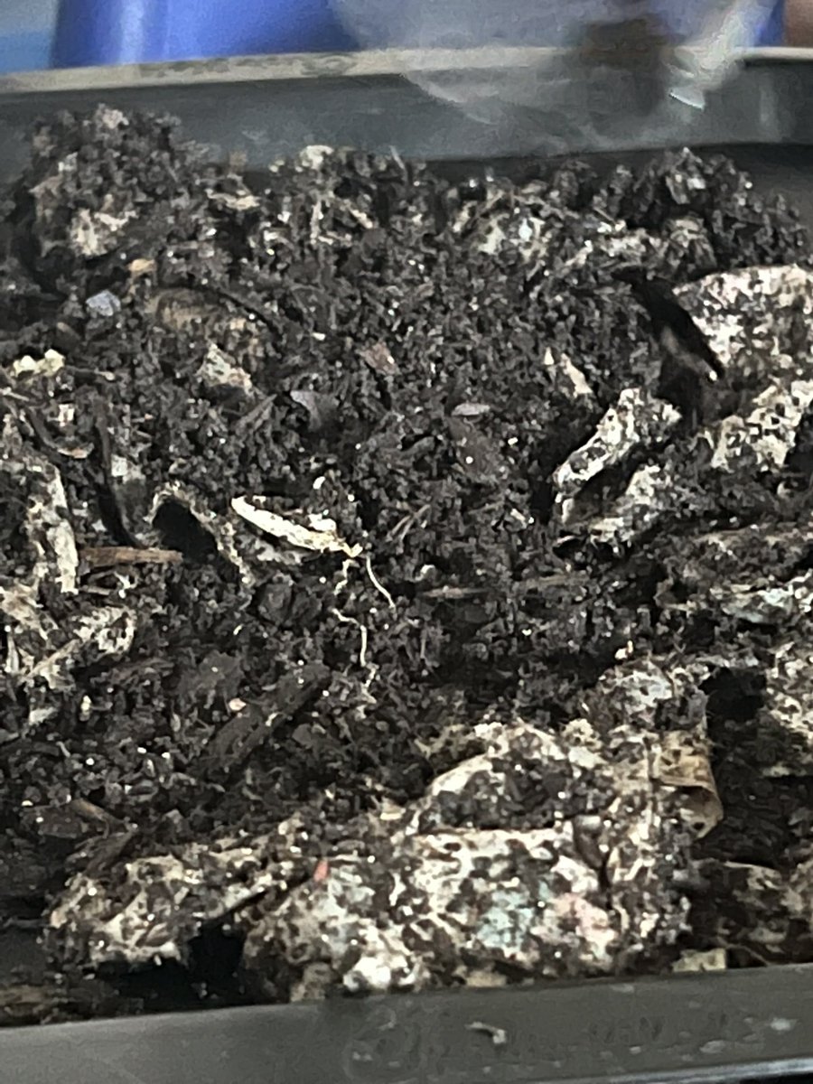 Science in 6th grade is all about worm life today.  Students worked on their worm housing by providing hydration and food.  They also checked their population for new babies. @MiddleNewport