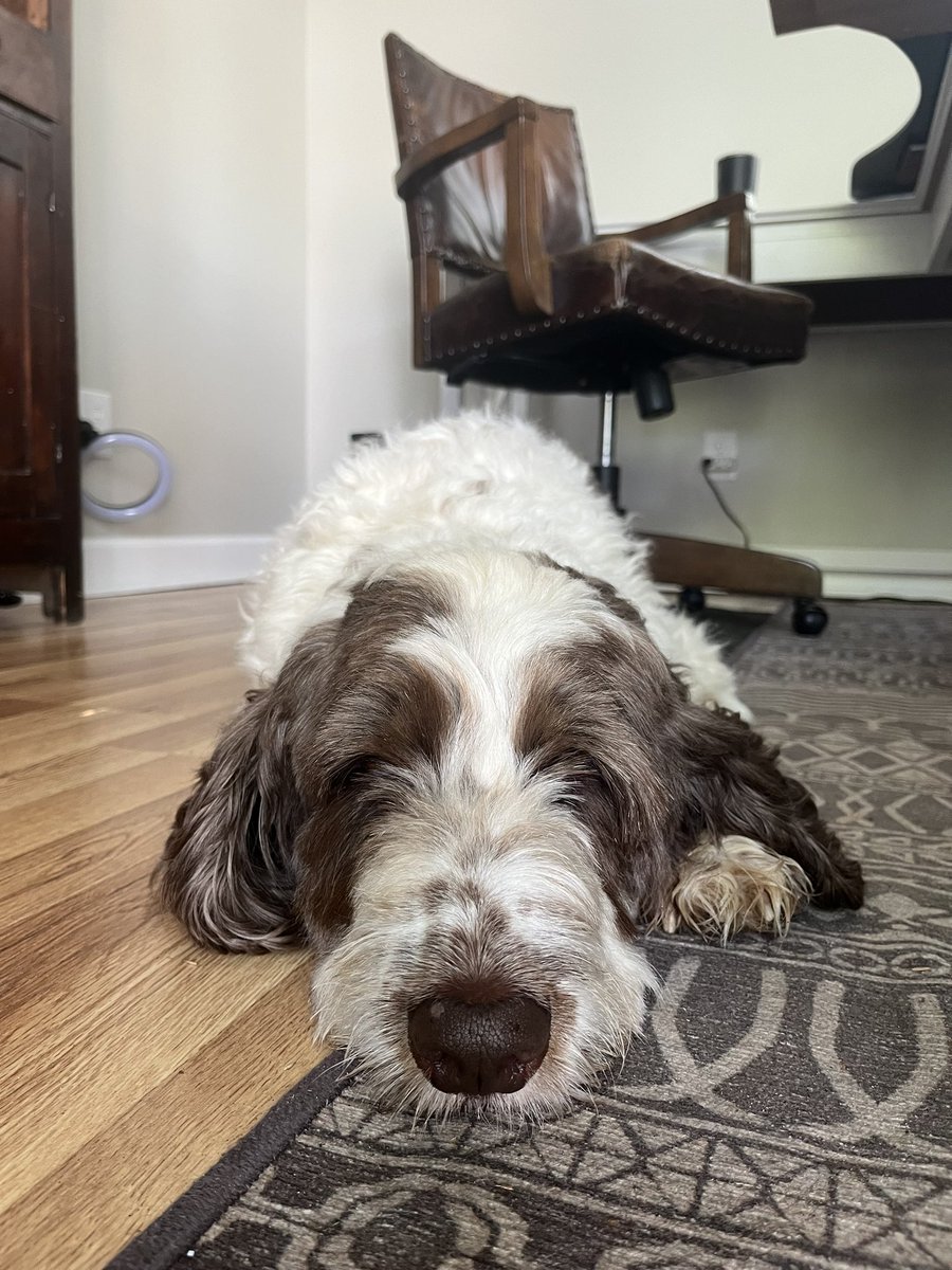 jimharshaw's tweet photo. My new work digs!!! Pax is beyond excited.
What are your “must haves” for your home office? I need to outfit this thing right.
#BackyardOffice #OfficeShed #NewWorkSpace #HomeStudio https://t.co/Yg2ILUAUqk