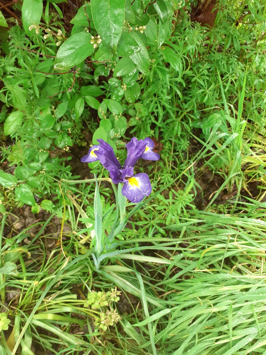 This morning Friends Of The Earth were gardening &amp; litterpicking in the rain. Nature is even more beautiful in the wet! 
Thank you to all the volunteers, especially to the people from Christ Church who provided us all with refreshments.
#Newtown #Chester #10xgreener