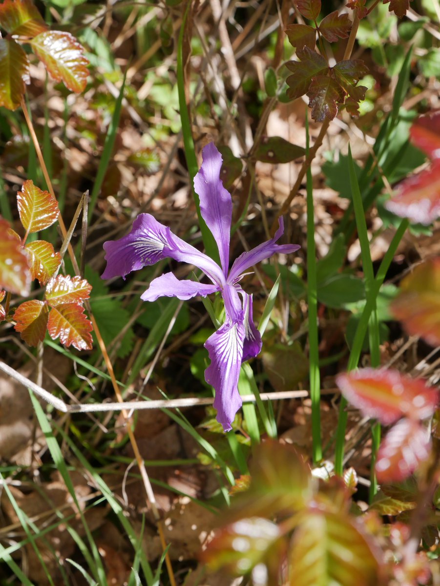 Wild iris nestled in amoung poison oak (May 7, Suzanne Arlie Park). #eugene #oregon #wildflowers #naturephotography #photography #gx85 #iris #poisonoak