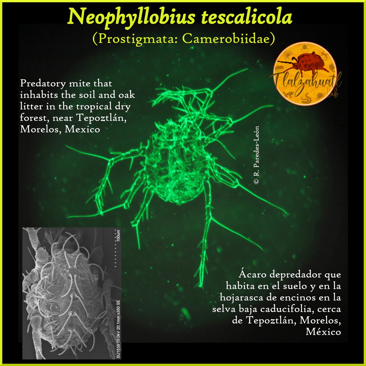 TlalzahuatlLab's tweet photo. #TaxonMonday 164
🌳🔬🕷️ Our coordinator @tlalzahuatl illustrates a predator known as "stilt-legged mite".
- - - - - -
#LunesDeTaxón 164
🕷️🔬🌳 Nuestro coordinador @tlalzahuatl nos ilustra un depredador conocido como "ácaro zancudo".

📷 @tlalzahuatl @berenit6 https://t.co/c95Hzfb1mA
