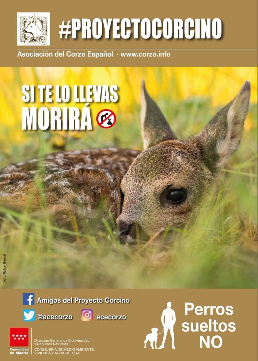 RFECaza's tweet photo. 🦌Desde la RFEC nos sumamos un año más a la campaña de @ACEcorzo y @ProyectoCorcino #Sitelollevasmorirá.

⛔️ Es época de nacimiento de corcinos, #nolotoques. https://t.co/iYltGlUVo1