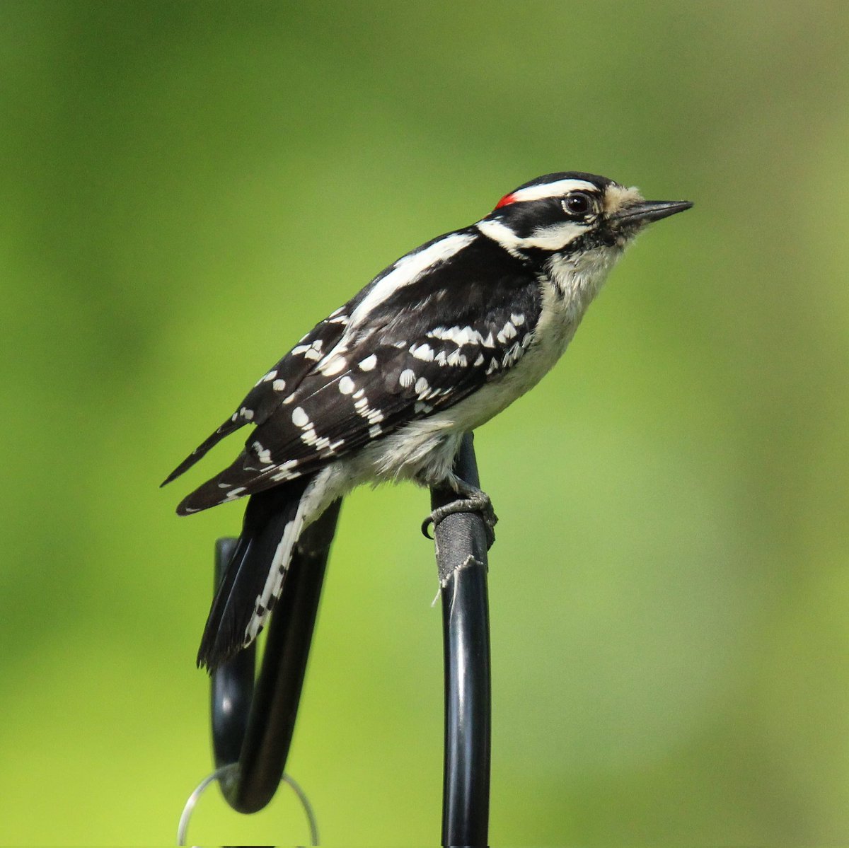 Mr. Downy's feathers are looking shiny and healthy today!
#mrdowny #downywoodpecker #downywoodpeckers #birds #birdsonearth #woodpecker #woodpeckers #cutewoodpecker #shiny #healthy #birding #bird #ohiobirding #ohiobirder #birder #birdphoto #birdlife #birdworld #birdwatchers_daily