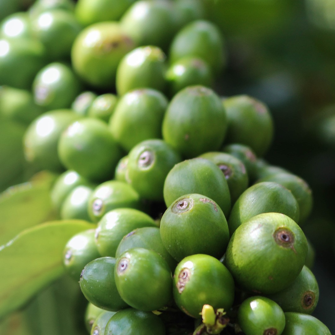 We're working towards our B-Corp Certification! 

#sustainablecoffee #coffeefarm #coffeeroastery #coffeeroasters #zerowastecoffee #coffeefarmers