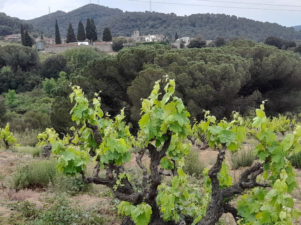 ojedaly10's tweet photo. Les vinyes son una senya d’identitat de #santamariademartorelles i per això cal protegir-les i potenciar el sector vinícola del poble com a àrea inclosa a la #doalella
Amb les vinyes i el sector vinícola #sumempersantamaria
#unfuturpersantamaria
#tenimprograma https://t.co/gJqy1gK5St