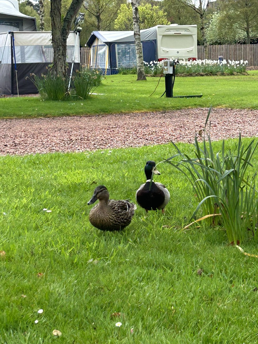 CMeadowsHP's tweet photo. 🦆 https://t.co/SxqjcCKSV0