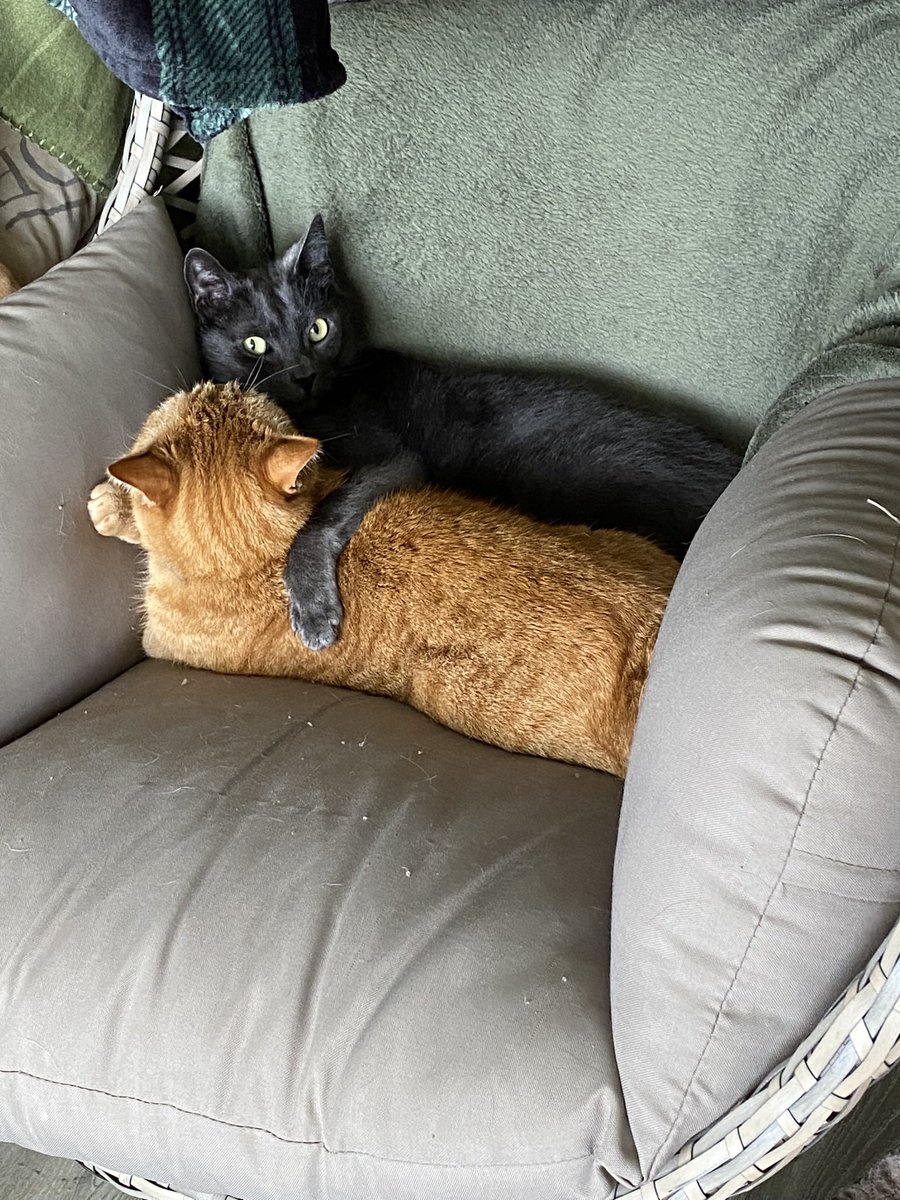 Crying Dutch girl tweet media