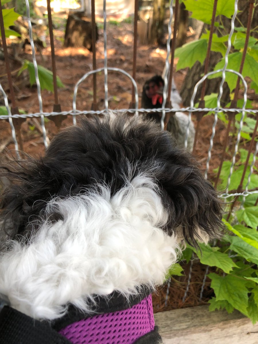 MillDogTherapy's tweet photo. Met a Hood Chick!

#Dog #dogsarefamily #dogsofinstagram #Puppies #puppygf #cute #help #cool #nice #animallover #animallove #petkm #love #cutedogs #LIKEs #fun #furry #furries #pets #puppiesofinstagram #YES #DogsofTwittter #DogsOnTwitter #life #JoyNews #JOY #dogs #puppy #adorable https://t.co/l5RWt2zMZQ