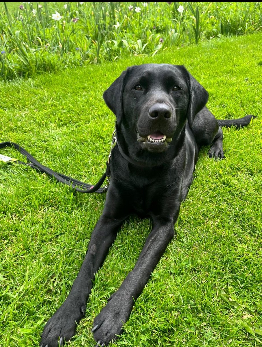 Summer strolls in the park 🐾
#TeamDDLETB #communitydog