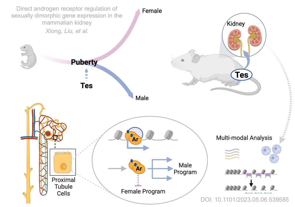 Ivy L. Xiong (@ivy_lxiong) on Twitter photo T rex: how Testosterone regulates sexual dimorphism in the mammalian kidney...
Happy to share this preprint from <a href="/AndyMcMahonLab/">McMahon Lab</a>, in collaboration with <a href="/adamlmaclean/">Adam MacLean</a> @JunhyongKim and <a href="/lpachter/">Lior Pachter</a> 1/5 T rex: how Testosterone regulates sexual dimorphism in the mammalian kidney...
Happy to share this preprint from <a href="/AndyMcMahonLab/">McMahon Lab</a>, in collaboration with <a href="/adamlmaclean/">Adam MacLean</a> @JunhyongKim and <a href="/lpachter/">Lior Pachter</a> 1/5