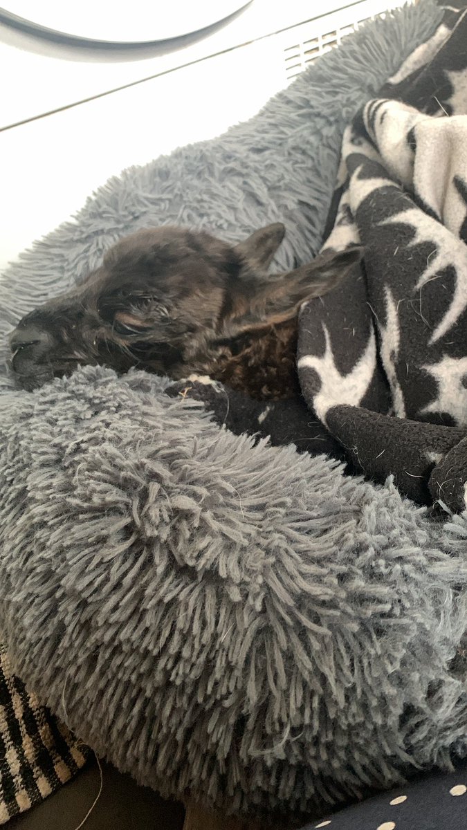 BingfieldAlpac1's tweet image. A sad post today Twitter 😢 Kansas gave birth early to a beautiful baby girl but she was just to weak. We threw everything at her but it just wasn’t to be and she past away  lastnight 😢 #sadday #Mondayblues