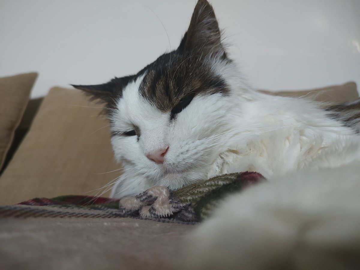 peanutbudderj's tweet photo. Monday again??! 😔😩 just gimme five more minutes 😴💤 #CatsOfTwitter #cute #catsarefamily https://t.co/PjVEL5nFxW