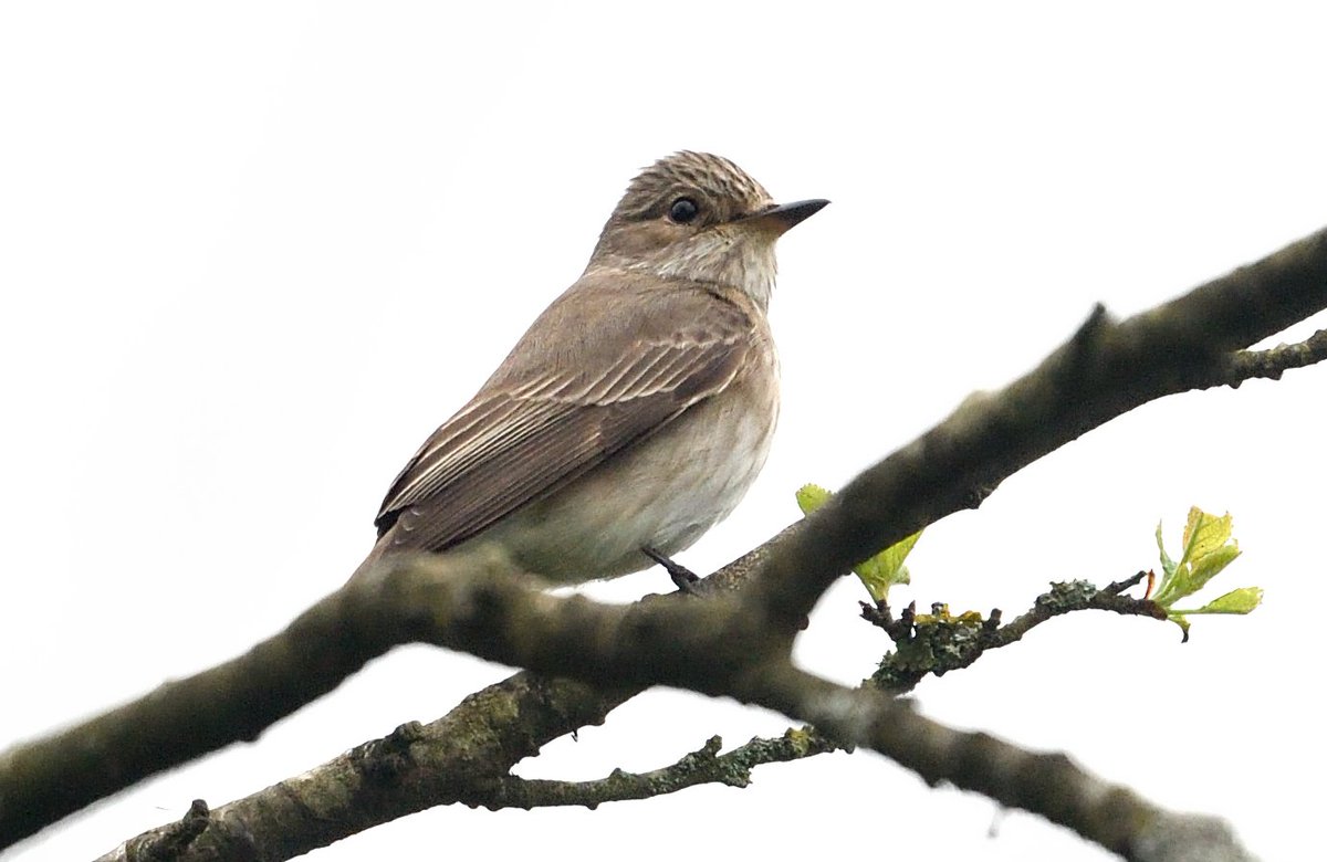 David M Hutchinson tweet media