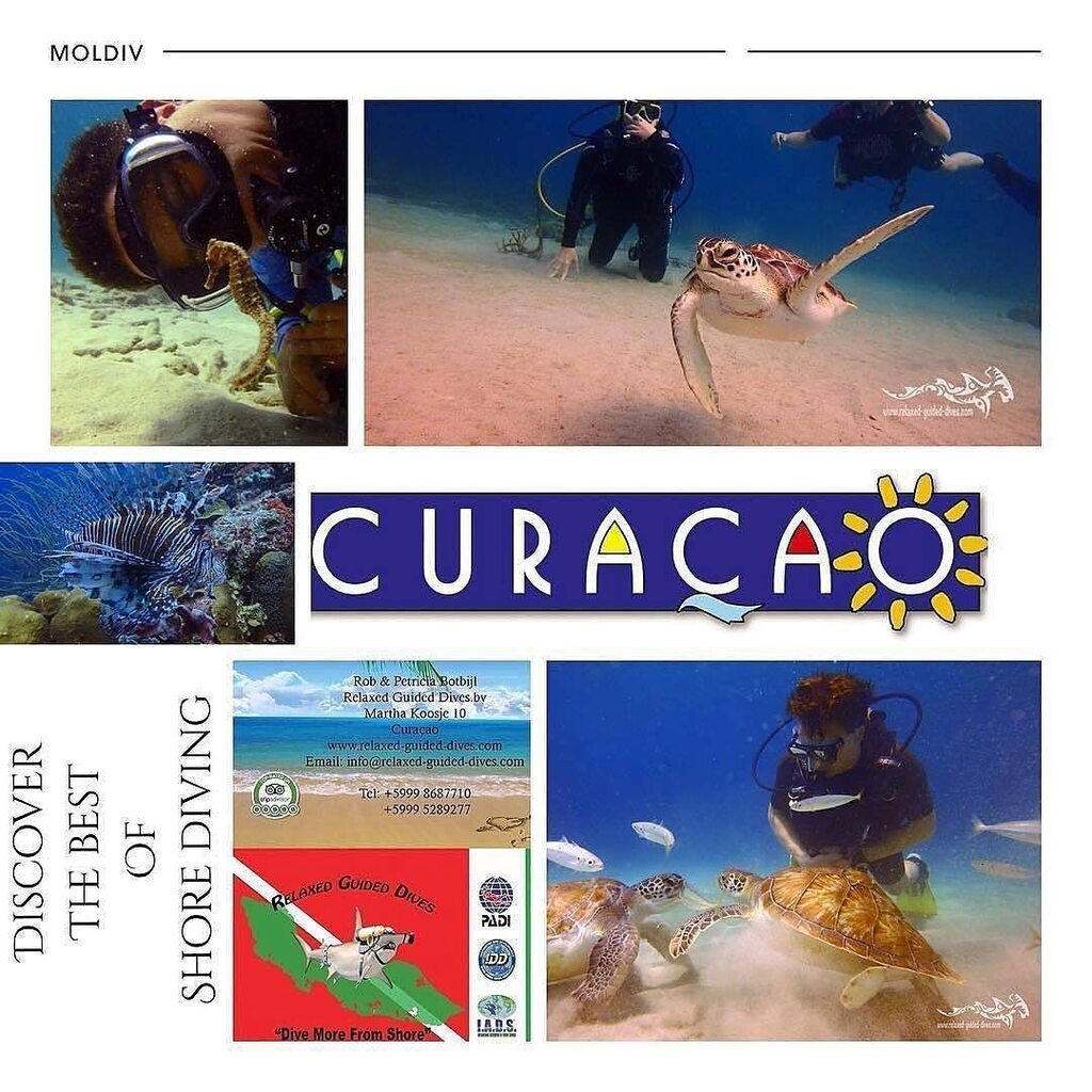 Discover the underwater beauty of Curaçao with us…see you soon…😎🇨🇼🏝#scuba #scubadiving #relaxedguideddives #travel #explore #discover #curacao #fun #duiken #tauchen #diving #tripadvisor #cressi #oceanreef  #destination #openwaterdiver #duikeninbeeld … instagr.am/p/Cr_CDHHu4Uu/