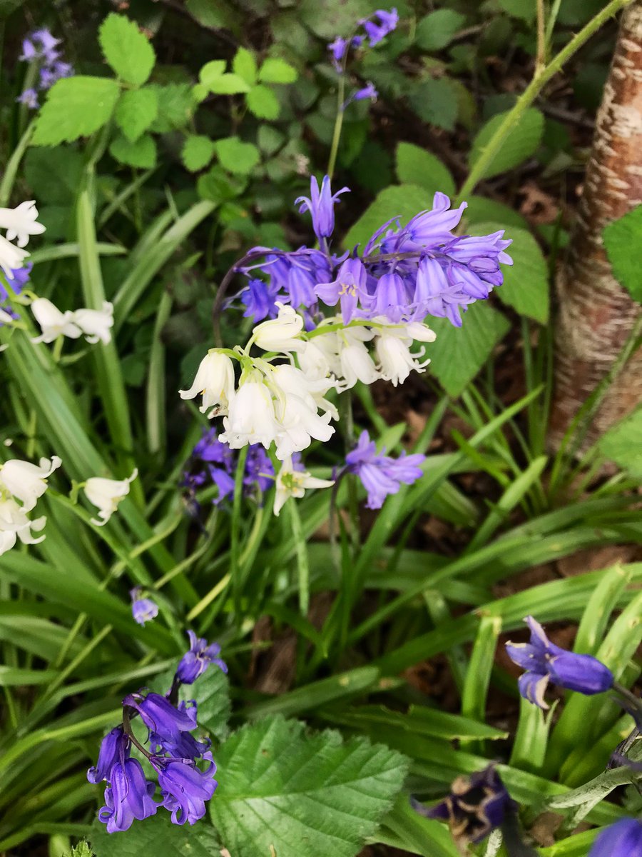 thatsyourplot's tweet image. Found another white bluebell, getting good at this #woodland #spring